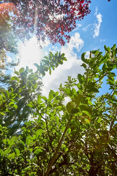 Maçãs Frescas Uma Árvore Maçã Jardim — Fotografia de Stock