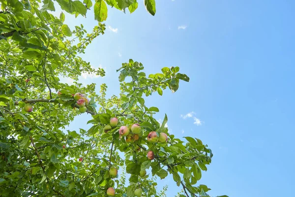 庭のリンゴの木の中の新鮮なリンゴ — ストック写真