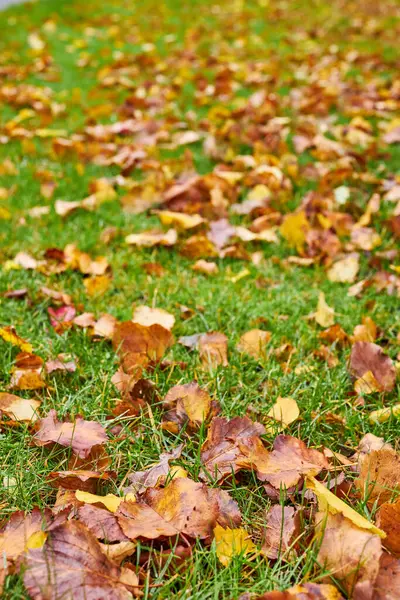 Duży Park Dużymi Liśćmi Jesienią — Zdjęcie stockowe