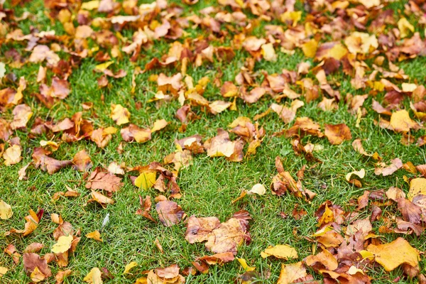 Duży Park Dużymi Liśćmi Jesienią — Zdjęcie stockowe