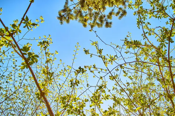 Sob Vista Galhos Árvores Folhas Com Céu Azul — Fotografia de Stock