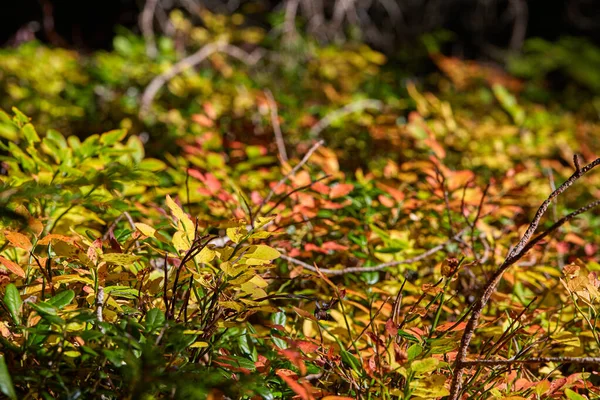 Folhas Amarelas Verdes Solo Florestal — Fotografia de Stock