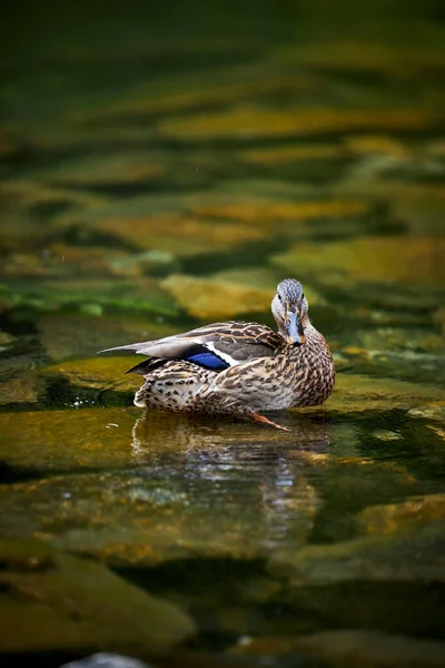 Wilde Eend Het Water Reinigen Met Zijn Snavel — Stockfoto