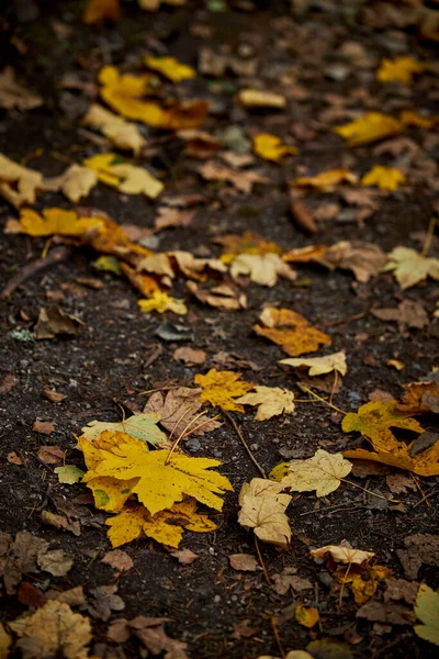 Jasnożółte Liście Ziemi Jesienią — Zdjęcie stockowe