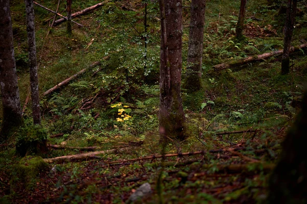 Vista Panorâmica Floresta Com Musgo Folhas — Fotografia de Stock