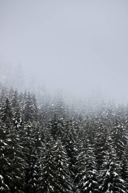 Karlı dağların sisli ve sisli manzarası