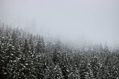 Karlı dağların sisli ve sisli manzarası