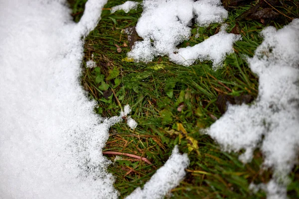 Primer Plano Pino Con Nieve Las Ramas —  Fotos de Stock