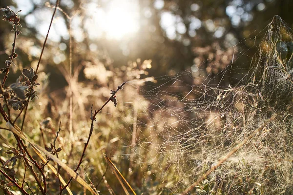 Mañana Otoño Con Una Tela Araña Bosque —  Fotos de Stock