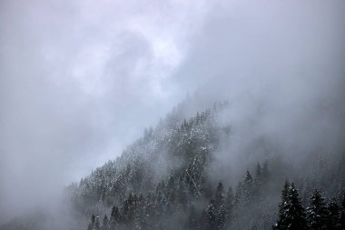 Çam ağaçlarıyla kaplı büyük bir ormanda sis ve sis.