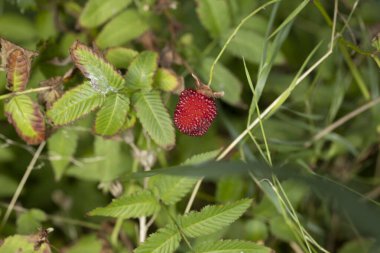 Bir sapta yabani ahududu yakın plan.