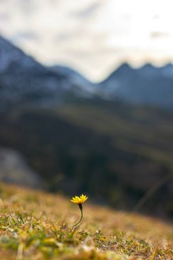 Dağlarda yetişen sarı çiçeğe odaklan.