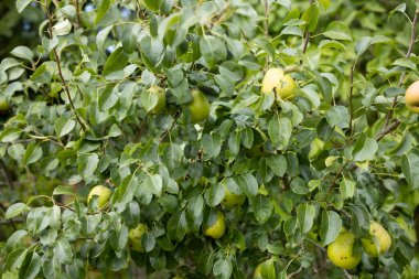 Ağaçta asılı yeşil armut