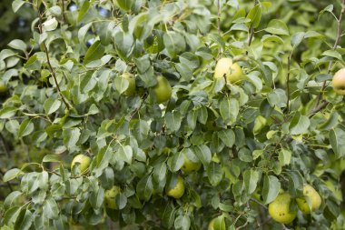Ağaçta asılı yeşil armut