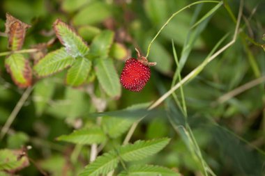 Bir sapta yabani ahududu yakın plan.