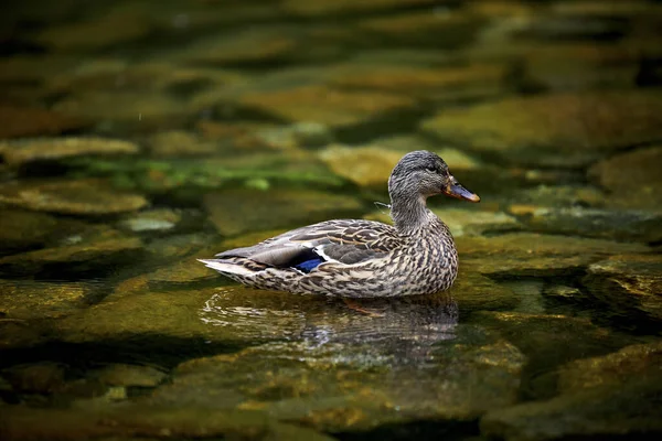 Wild Duck Swimming Green Lake — Stock Photo, Image