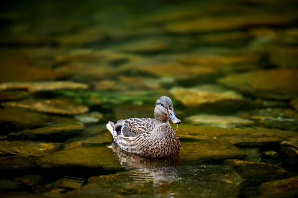 Wild Duck Swimming Green Lake — Stock Photo, Image