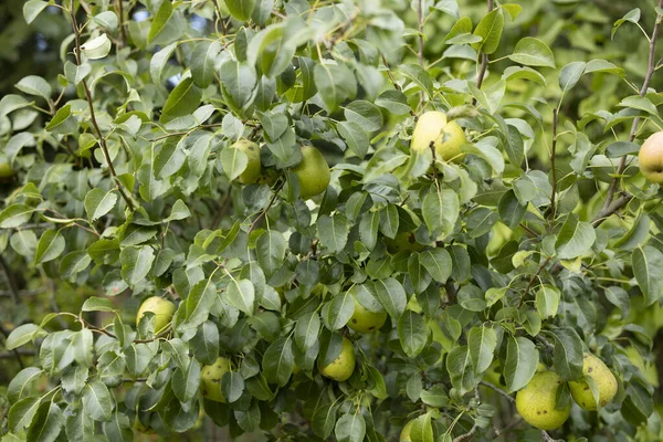 木の上に吊るされた緑の野梨 — ストック写真