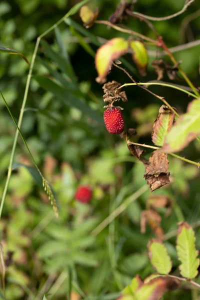 Closeup Wild Raspberry Stem — Stock Photo, Image