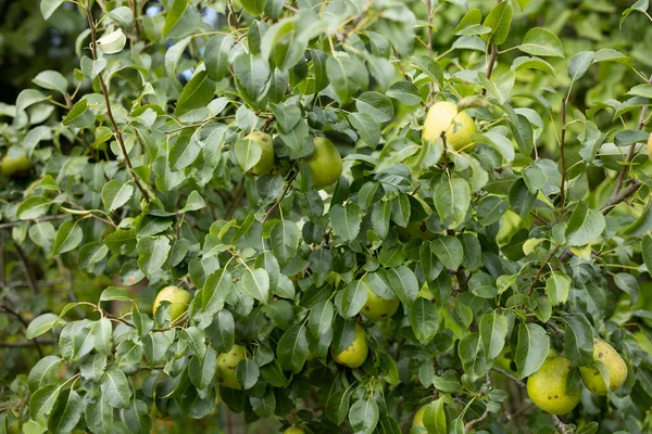 Pêra Selvagem Verde Pendurada Uma Árvore — Fotografia de Stock