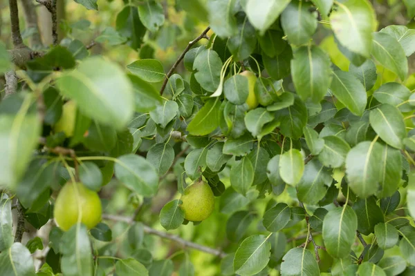 木の上に吊るされた緑の野梨 — ストック写真