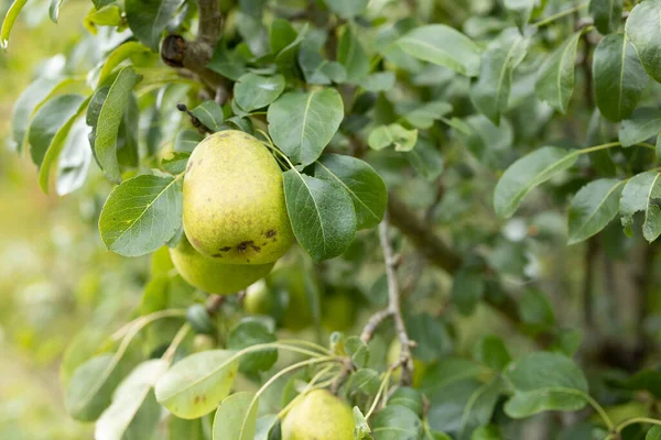 Πράσινο Άγριο Αχλάδι Κρέμεται Ένα Δέντρο — Φωτογραφία Αρχείου