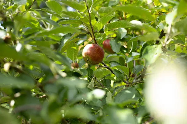 Κόκκινα Άγρια Μήλα Κρέμονται Ένα Δέντρο — Φωτογραφία Αρχείου