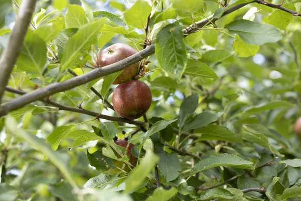 木の上に吊るされた赤い野生のリンゴ — ストック写真