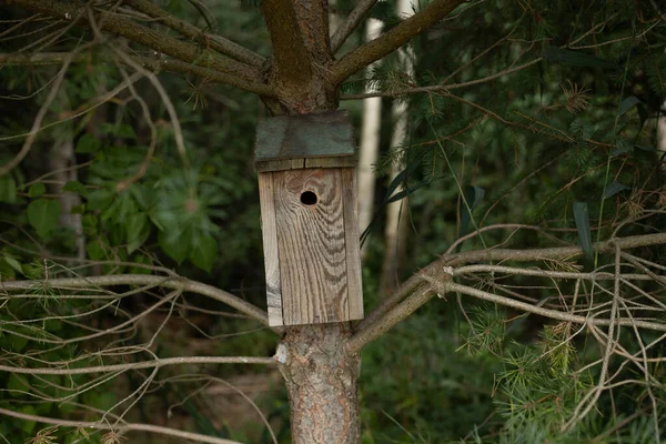 挂在森林里一棵树上的木制鸟舍 — 图库照片