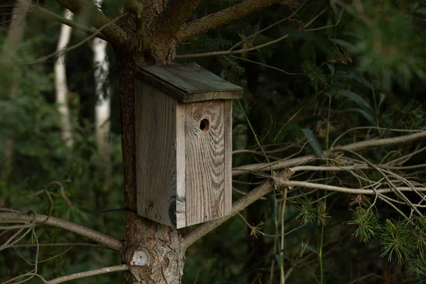 Dřevěná Ptačí Budka Visící Stromě Lese — Stock fotografie