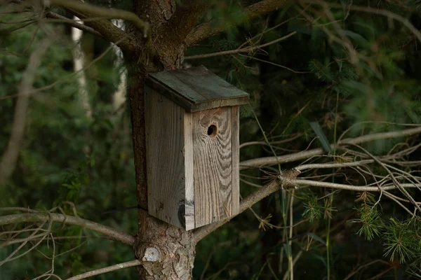 Vogelhäuschen Aus Holz Das Einem Baum Wald Hängt — Stockfoto