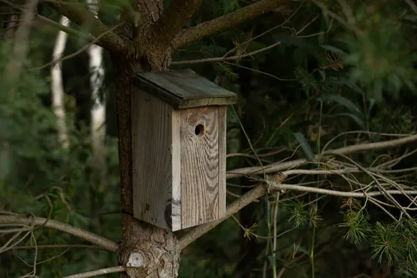 Dřevěná Ptačí Budka Visící Stromě Lese — Stock fotografie