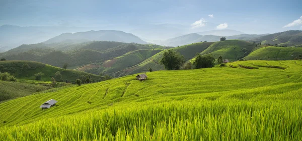 Baan Pa Bong Piang campo de arroz en terrazas, Chiangmai: Tailandia — Foto de Stock