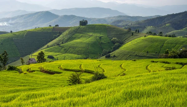 Baan Pa Bong Piang campo de arroz en terrazas, Chiangmai: Tailandia — Foto de Stock