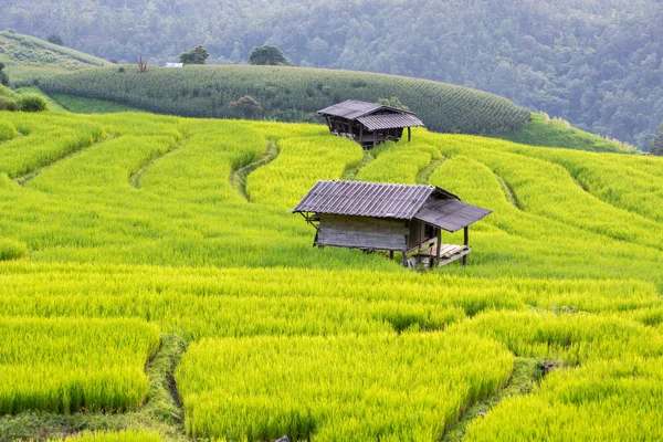 Baan pa bong piang rýže terasovitá pole, chiangmai: Thajsko — Stock fotografie