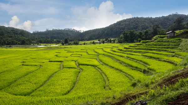 Increíbles campos de arroz en Bann mae klang luang — Foto de Stock