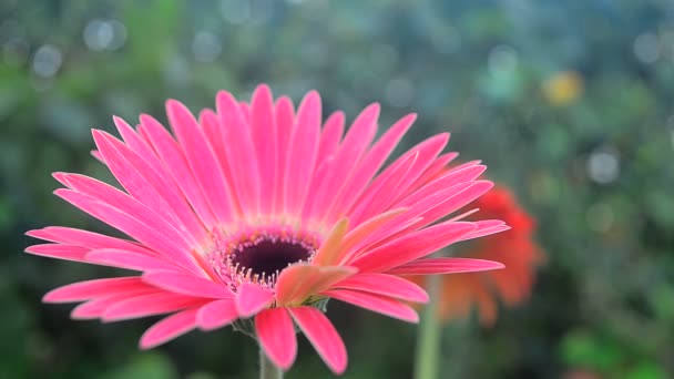 Fermer Plan du haut de Gerbera — Video