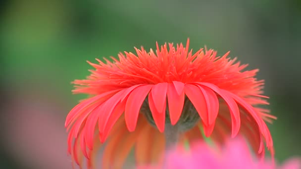 Cerrar plano superior de Gerbera — Vídeos de Stock