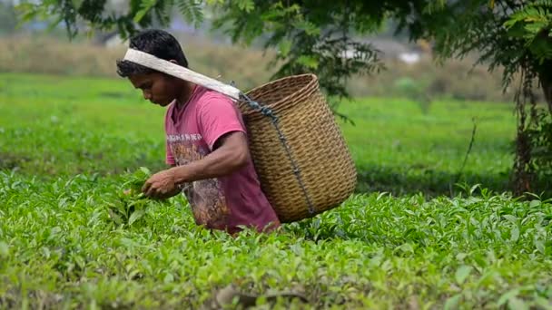 茶叶工人收集茶树叶 — 图库视频影像