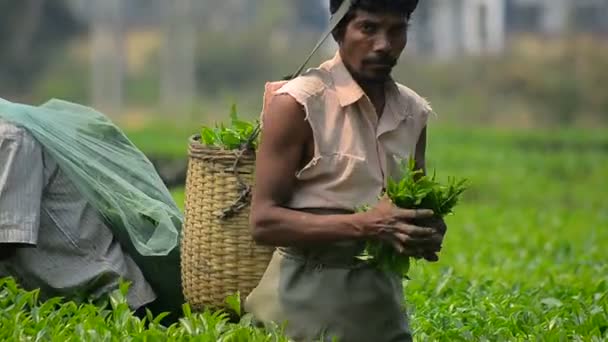 Tè lavoratori raccolta foglie — Video Stock