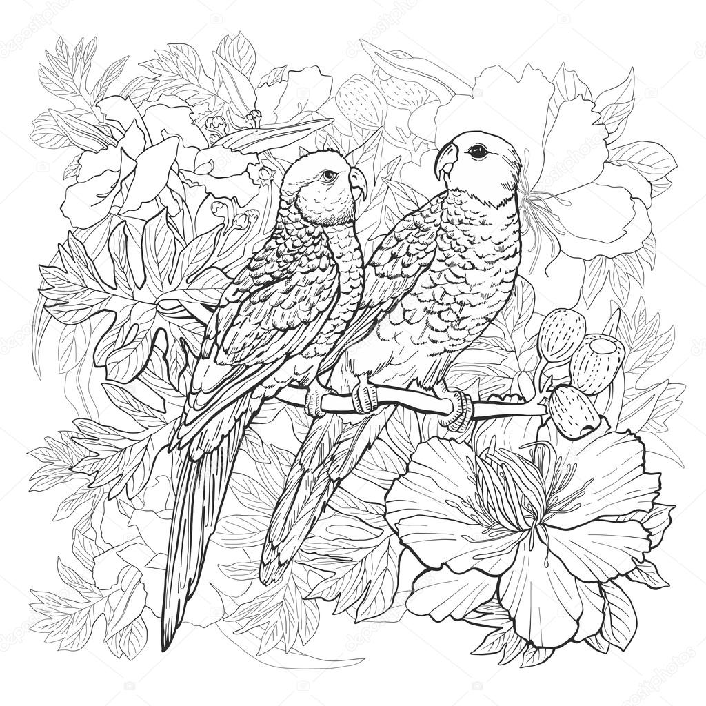 Disegno lineare di due pappagalli e fiori esotici per libro da colorare — Vettoriali di aigann