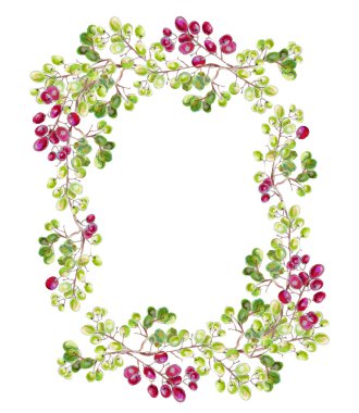 Üzüm suluboya çerçevesinde.