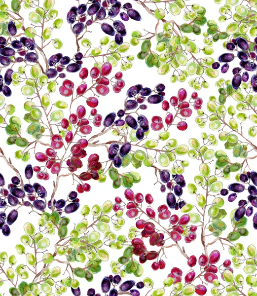 Watercolor branches of grapes. — Stock Image Watercolor branches of grapes. Stock Picture