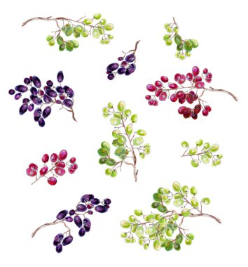 Beyaz bir arka plan üzerinde üzüm demet.