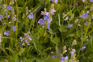 Yeşil çimlerde mavi nonoş çiçekleri