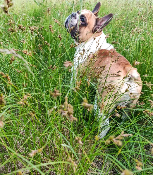 Fransız bulldog 'u yeşil alanda yürüyor.