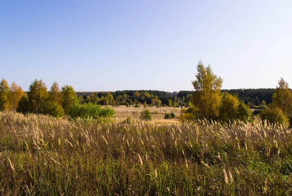 Early Autumn Yellow Leaves Trees Forest — Stock Photo, Image