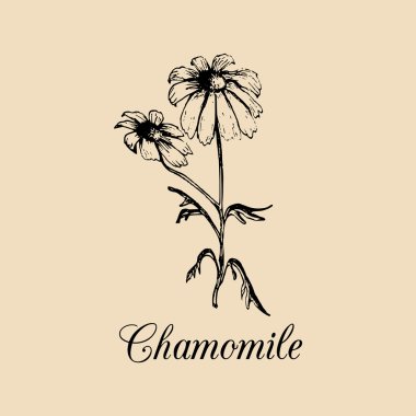 Chamomile branch sketch