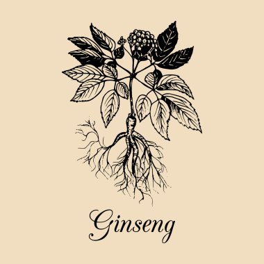 El çizilmiş ginseng dalı