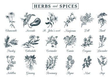 Herbs and spices set clipart